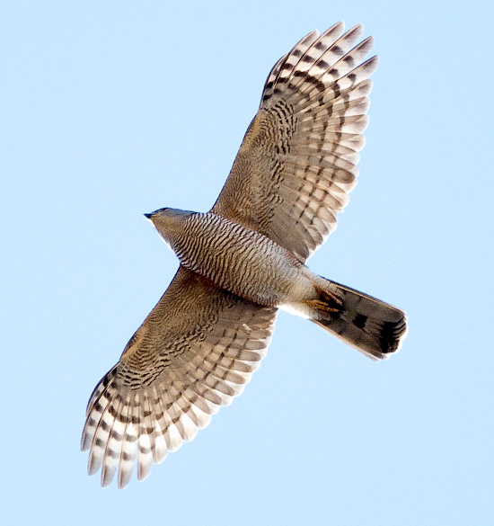 African Goshawk in flight